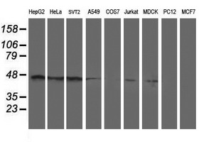 SERPINA5 / PCI Antibody - Western blot of extracts (35ug) from 9 different cell lines by using anti-SERPINA5 monoclonal antibody.