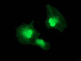 SERPINA5 / PCI Antibody - Anti-SERPINA5 mouse monoclonal antibody immunofluorescent staining of COS7 cells transiently transfected by pCMV6-ENTRY SERPINA5.