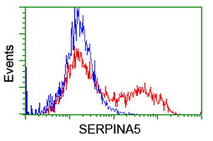 SERPINA5 / PCI Antibody - HEK293T cells transfected with either overexpress plasmid (Red) or empty vector control plasmid (Blue) were immunostained by anti-SERPINA5 antibody, and then analyzed by flow cytometry.