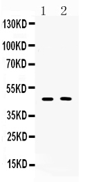 SERPINA5 / PCI Antibody - Western blot - Anti-SERPINA5/Protein C Inhibitor Picoband Antibody