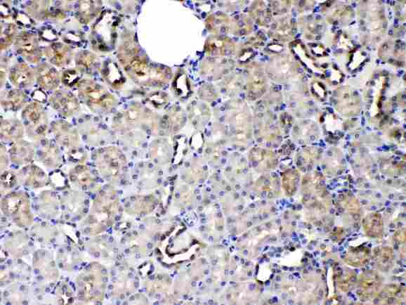SERPINA5 / PCI Antibody - SERPINA5 was detected in paraffin-embedded sections of rat kidney tissues using rabbit anti- SERPINA5 Antigen Affinity purified polyclonal antibody