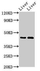 SERPINA5 / PCI Antibody - Positive Western Blot detected in Rat liver tissue, Mouse liver tissue. All lanes: SERPINA5 antibody at 3 µg/ml Secondary Goat polyclonal to rabbit IgG at 1/50000 dilution. Predicted band size: 46 KDa. Observed band size: 46 KDa