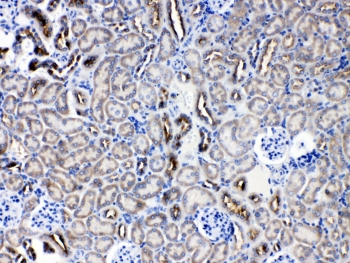 SERPINA5 / PCI Antibody - IHC testing of FFPE mouse kidney tissue with SERPINA5 antibody at 1ug/ml. Required HIER: steam section in pH6 citrate buffer for 20 min and allow to cool prior to testing.
