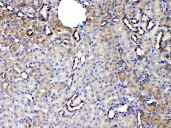 SERPINA5 / PCI Antibody - IHC testing of FFPE rat kidney tissue with SERPINA5 antibody at 1ug/ml. Required HIER: steam section in pH6 citrate buffer for 20 min and allow to cool prior to testing.