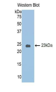 SERPINA6 / CBG Antibody - Western blot of recombinant SERPINA6 / CBG.  This image was taken for the unconjugated form of this product. Other forms have not been tested.