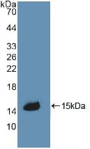 SERPINA6 / CBG Antibody - Western Blot; Sample: Recombinant CBG, Rat.