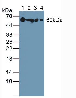 SERPINA6 / CBG Antibody - Western Blot; Sample: Lane1: Rat Serum; Lane2: Rat Kidney Tissue; Lane3: Rat Uterus Tissue; Lane4: Rat Eyes Tissue.