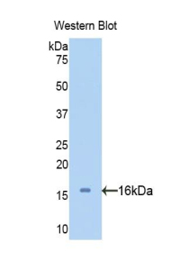 SERPINA6 / CBG Antibody - Western blot of recombinant SERPINA6 / CBG.  This image was taken for the unconjugated form of this product. Other forms have not been tested.