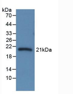 SERPINA6 / CBG Antibody - Western Blot; Sample: Recombinant CBG, Rat.