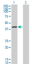 SERPINA6 / CBG Antibody - Western Blot analysis of SERPINA6 expression in transfected 293T cell line by SERPINA6 monoclonal antibody (M01), clone 1F11.Lane 1: SERPINA6 transfected lysate(45.141 KDa).Lane 2: Non-transfected lysate.