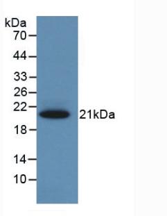 SERPINA6 / CBG Antibody - Western Blot; Sample: Recombinant CBG, Rat.