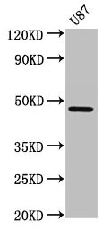 SERPINA6 / CBG Antibody - Western Blot Positive WB detected in: U87 whole cell lysate All lanes: SERPINA6 antibody at 2.7µg/ml Secondary Goat polyclonal to rabbit IgG at 1/50000 dilution Predicted band size: 46 kDa Observed band size: 46 kDa