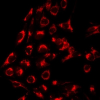 SERPINA6 / CBG Antibody