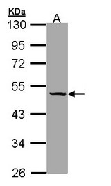 SERPINA7 / TBG Antibody - Sample (30 ug of whole cell lysate). A: Hela. 10% SDS PAGE. SERPINA7 / TBG antibody diluted at 1:1000.