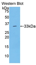 SERPINA7 / TBG Antibody - Western Blot; Sample: Recombinant TBG, Rat.