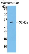 SERPINA7 / TBG Antibody - Western Blot; Sample: Recombinant TBG, Mouse.