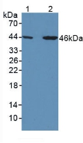 SERPINA7 / TBG Antibody - Western Blot; Sample: Lane1: Human Liver Tissue; Lane2: Human Hela Cells.