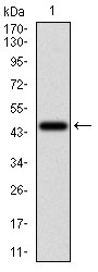 SERPINA7 / TBG Antibody - Western blot using SERPINA7 monoclonal antibody against human SERPINA7 recombinant protein. (Expected MW is 41.4 kDa)