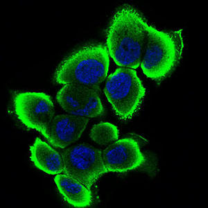 SERPINA7 / TBG Antibody - Immunofluorescence of A431 cells using SERPINA7 mouse monoclonal antibody (green). Blue: DRAQ5 fluorescent DNA dye.