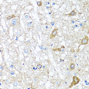 SERPINA7 / TBG Antibody - Immunohistochemistry of paraffin-embedded rat brain tissue.