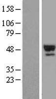 SERPINA7 / TBG Protein - Western validation with an anti-DDK antibody * L: Control HEK293 lysate R: Over-expression lysate