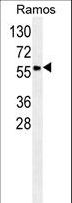 SERPINA9 Antibody - SPA9 Antibody western blot of Ramos cell line lysates (35 ug/lane). The SPA9 antibody detected the SPA9 protein (arrow).