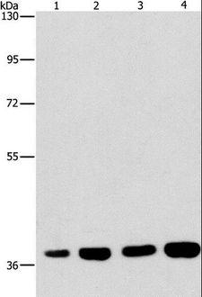 SERPINA9 Antibody - Western blot analysis of 293T and 231 cell, U937 and Raji cell, using SERPINA9 Polyclonal Antibody at dilution of 1:337.5.