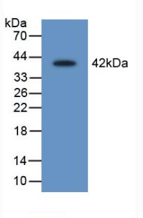 SERPINB1 Antibody - Western Blot; Sample: Recombinant LEI, Rat.