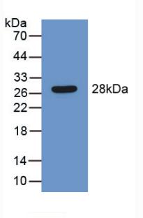 SERPINB1 Antibody - Western Blot; Sample: Recombinant LEI, Mouse.