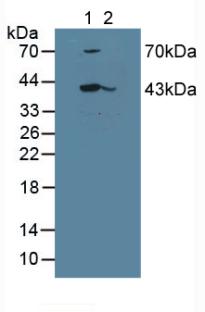 SERPINB1 Antibody - Western Blot; Sample: Lane1: Mouse Pancreas Tissue; Lane2: Mouse Spleen Tissue.