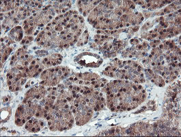 SERPINB1 Antibody - IHC of paraffin-embedded Human pancreas tissue using anti-SERPINB1 mouse monoclonal antibody. (Heat-induced epitope retrieval by 10mM citric buffer, pH6.0, 100C for 10min).