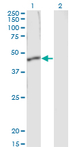 SERPINB1 Antibody - Western Blot analysis of SERPINB1 expression in transfected 293T cell line by SERPINB1 monoclonal antibody (M01), clone 4A7.Lane 1: SERPINB1 transfected lysate(42.7 KDa).Lane 2: Non-transfected lysate.
