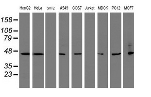 SERPINB1 Antibody - Western blot of extracts (35 ug) from 9 different cell lines by using g anti-SERPINB1 monoclonal antibody (HepG2: human; HeLa: human; SVT2: mouse; A549: human; COS7: monkey; Jurkat: human; MDCK: canine; PC12: rat; MCF7: human).