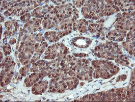 SERPINB1 Antibody - IHC of paraffin-embedded Human pancreas tissue using anti-SERPINB1 mouse monoclonal antibody.