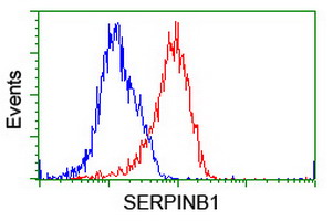 SERPINB1 Antibody - Flow cytometry of HeLa cells, using anti-SERPINB1 antibody (Red), compared to a nonspecific negative control antibody (Blue).