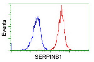 SERPINB1 Antibody - Flow cytometry of Jurkat cells, using anti-SERPINB1 antibody (Red), compared to a nonspecific negative control antibody (Blue).