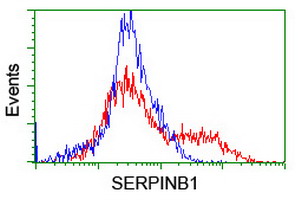 SERPINB1 Antibody - HEK293T cells transfected with either overexpress plasmid (Red) or empty vector control plasmid (Blue) were immunostained by anti-SERPINB1 antibody, and then analyzed by flow cytometry.