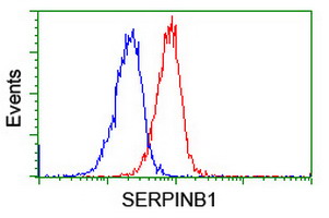 SERPINB1 Antibody - Flow cytometry of Jurkat cells, using anti-SERPINB1 antibody (Red), compared to a nonspecific negative control antibody (Blue).