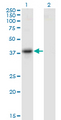 SERPINB10 Antibody - Western Blot analysis of SERPINB10 expression in transfected 293T cell line by SERPINB10 monoclonal antibody (M09), clone 2B8.Lane 1: SERPINB10 transfected lysate (Predicted MW: 45.4 KDa).Lane 2: Non-transfected lysate.