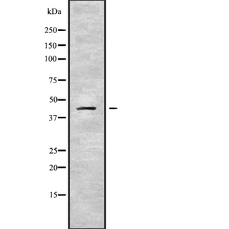 SERPINB10 Antibody - Western blot analysis SERPINB10 using LOVO cells whole cells lysates