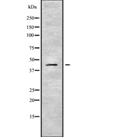 SERPINB10 Antibody - Western blot analysis SERPINB10 using LOVO cells whole cells lysates