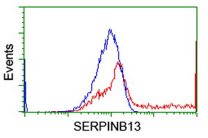 SERPINB13 / HUR7 Antibody - HEK293T cells transfected with either overexpress plasmid (Red) or empty vector control plasmid (Blue) were immunostained by anti-SERPINB13 antibody, and then analyzed by flow cytometry.