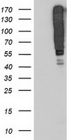 SERPINB13 / HUR7 Antibody - HEK293T cells were transfected with the pCMV6-ENTRY control (Left lane) or pCMV6-ENTRY SERPINB13 (Right lane) cDNA for 48 hrs and lysed. Equivalent amounts of cell lysates (5 ug per lane) were separated by SDS-PAGE and immunoblotted with anti-SERPINB13.