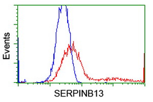 SERPINB13 / HUR7 Antibody - HEK293T cells transfected with either overexpress plasmid (Red) or empty vector control plasmid (Blue) were immunostained by anti-SERPINB13 antibody, and then analyzed by flow cytometry.