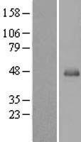 SERPINB13 / HUR7 Protein - Western validation with an anti-DDK antibody * L: Control HEK293 lysate R: Over-expression lysate