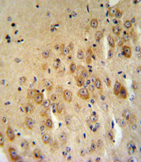 SERPINB2 / PAI-2 Antibody - PAI2 Antibody IHC of formalin-fixed and paraffin-embedded mouse brain tissue followed by peroxidase-conjugated secondary antibody and DAB staining.