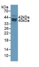 SERPINB2 / PAI-2 Antibody - Western Blot; Sample: Human MCF7 Cells.