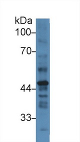 SERPINB2 / PAI-2 Antibody - Western Blot; Sample: Human Placenta lysate; Primary Ab: 3µg/ml Rabbit Anti-Human PAI2 Antibody Second Ab: 0.2µg/mL HRP-Linked Caprine Anti-Rabbit IgG Polyclonal Antibody