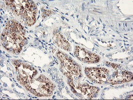 SERPINB2 / PAI-2 Antibody - IHC of paraffin-embedded Human Kidney tissue using anti-SERPINB2 mouse monoclonal antibody.