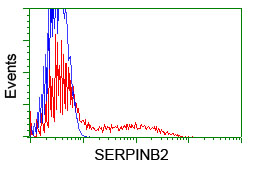 SERPINB2 / PAI-2 Antibody - HEK293T cells transfected with either overexpress plasmid (Red) or empty vector control plasmid (Blue) were immunostained by anti-SERPINB2 antibody, and then analyzed by flow cytometry.